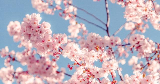 Blühender Kirschbaum bei blauem Himmel